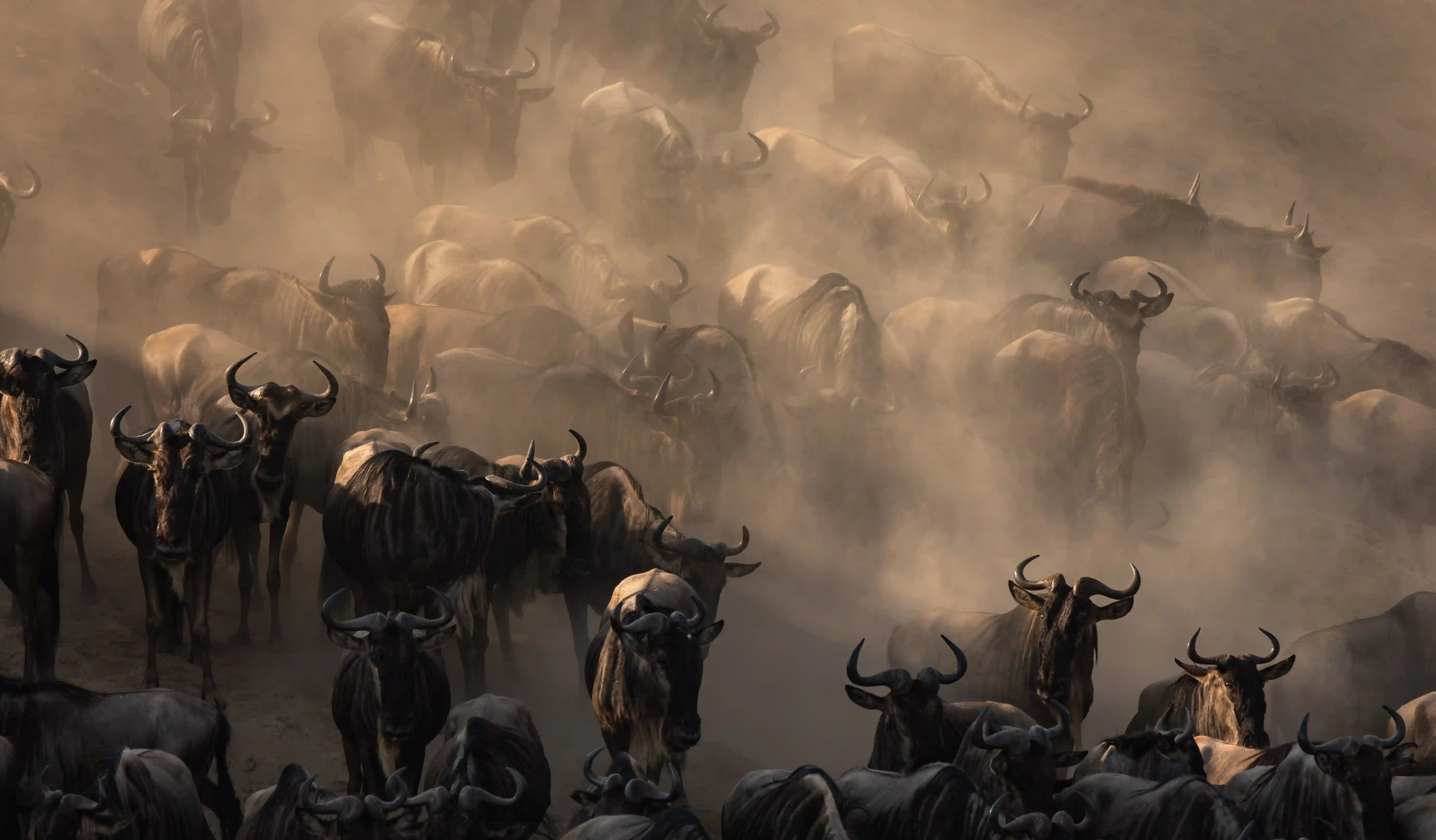 Shadows Of Africa