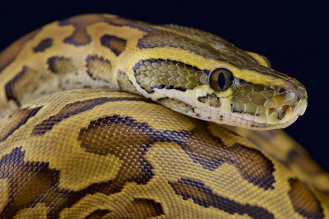 African rock python (Python sebae) - Shadows Of Africa