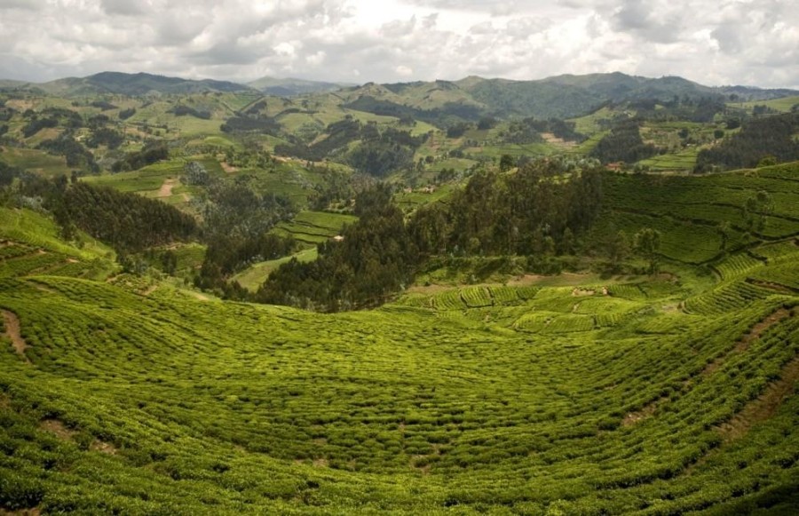 Dian Fossey Hike