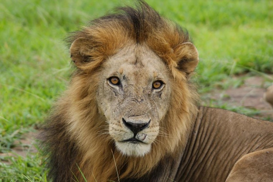 Ruaha and Mikumi by Road - 5 days tour