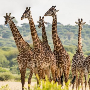 Big Five Safari - 6 days 