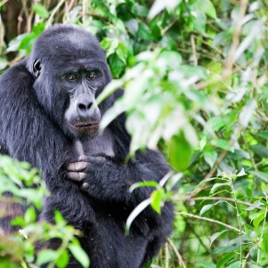 Nine Day Safari East Africa All in One: Rwanda, Kenya, and Tanzania