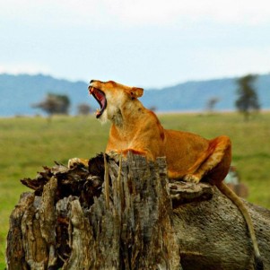 The Ngorongoro Crater Highlands