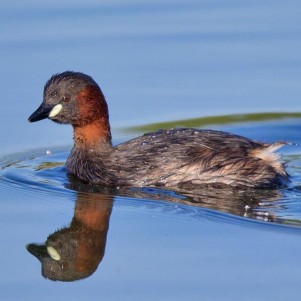 Bird watching in Arusha National Park