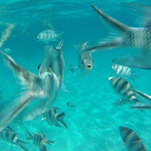 Mnemba island snorkelling experience