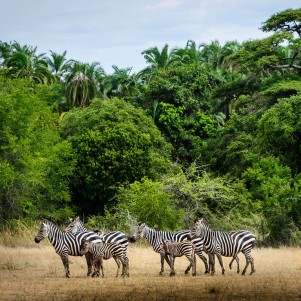One Day Safari to Akagera National Park