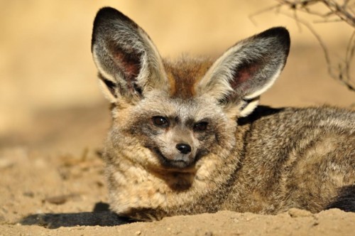 Bat Eared Fox (Otocyon megalotis)