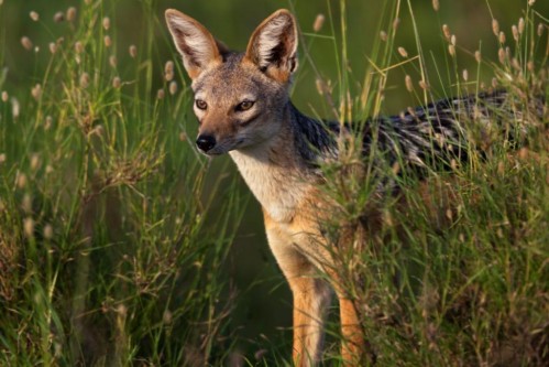 Black Backed Jackal (Canis mesomelas)
