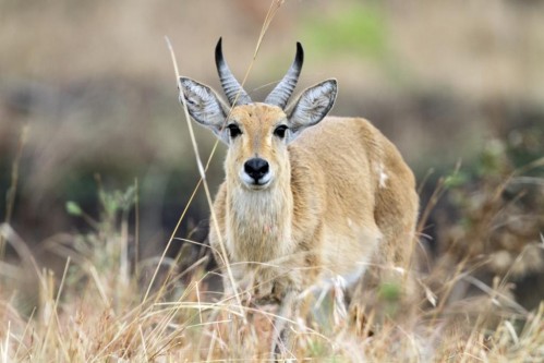 Bohor Reedbuck (Redunca redunca)