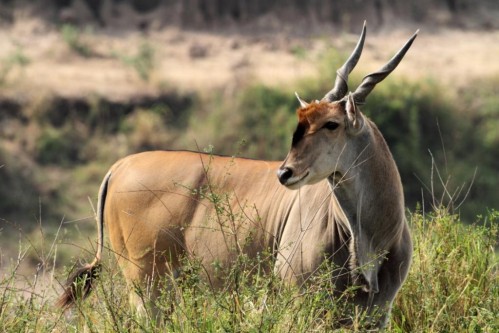 Eland (Taurotragus oryx)