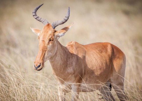 Coke's Hartebeest (Alcelaphus buselaphus cokei)