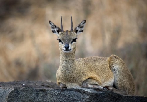 Klipsiringer (Oreotragus oreotragus)