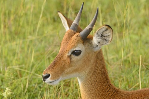 Oribi( Ourebia ourebi)