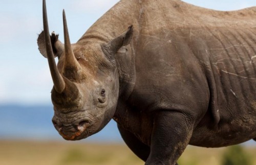 Black rhinocerous (Diceros biconis)