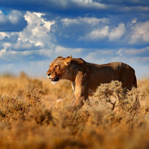 Etosha National Park