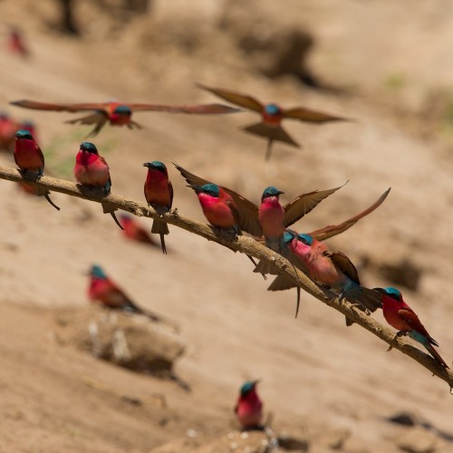 Mana Pools National Park
