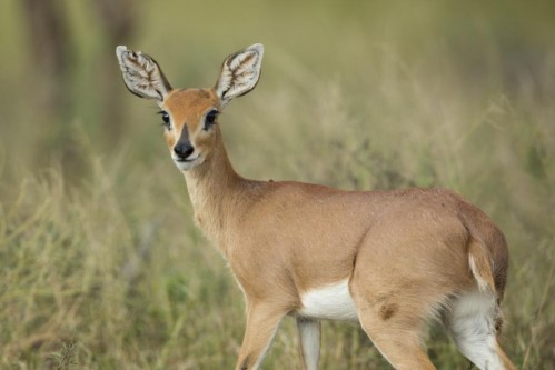 Steenbok (Raphicerus campestris) 
