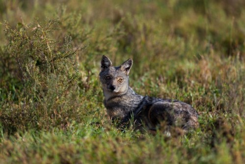 Side Striped Jackal (canis adustus)