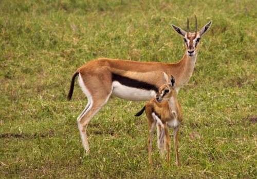 Thomson's Gazelle (Gazella rufifrons thomsoni) 