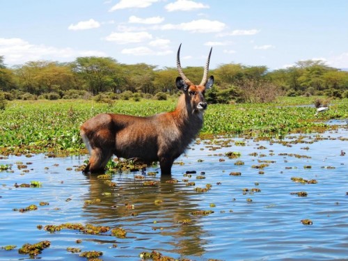 Defassa Waterbuck (Kobus ellipsiprymnus)