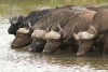 African Buffalo, Kruger National Park