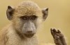 Amboseli National Park