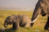 Amboseli National Park