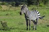 Amboseli National Park