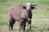 Amboseli National Park
