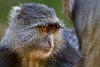 Other Primates
