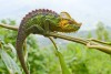 Chameleon of Rwenzori Mountains, Uganda