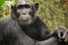 Chimpanzee, Rwenzori Mountains, Uganda