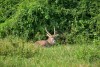 Queen Elizabeth National Park
