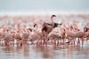 A flock of Lesser Flamingos, Lake Bogoria, kenya