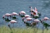Flamingos, Arusha National Park