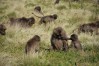 Gelada Baboons