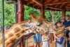 Giraffe Centre