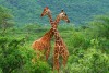 Samburu National Reserve