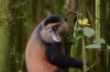  Golden Monkey 