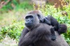 Bwindi Impenetrable National Park