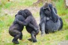 Bwindi Impenetrable National Park