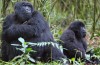 Gorillas Trekking