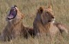 Akagera National Park