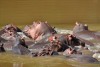 Group of hippos in river Luvhuvhu, Kruger National Park
