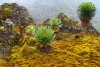 Rwenzori Mountains hiking