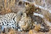 Leopards in Kruger National Park