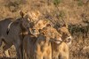Lions in Kruger National Park