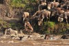 Great Wildebeest Migration in Masai Mara