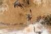 Great Wildebeest Migration in Masai Mara