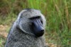 Olive baboon in Semuliki National Park